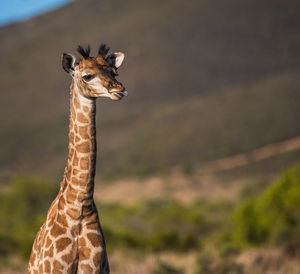 Portrait of giraffe