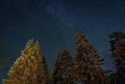 Low angle view of trees against sky at night