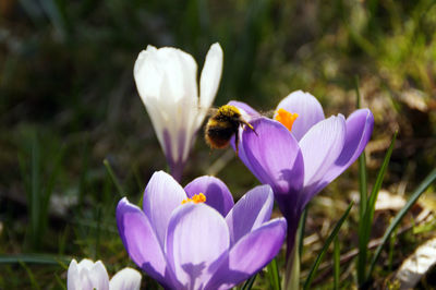 Close-up of bee on crocus blooming outdoors
