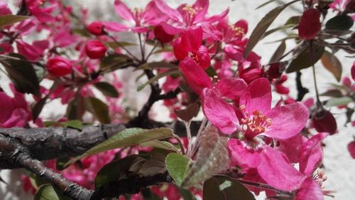 Close-up of pink flowers in park