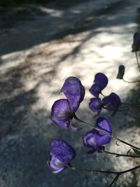 Close-up of purple flowering plant