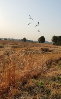 View of birds flying over field against sky