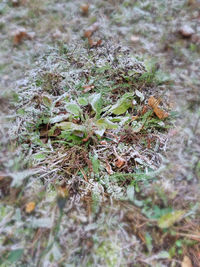 High angle view of moss growing on field