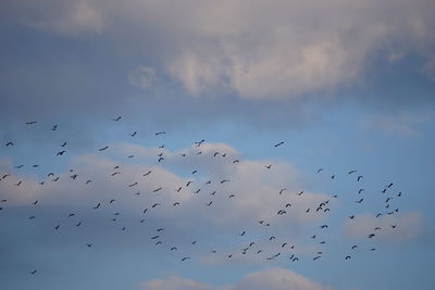 Low angle view of birds flying in sky