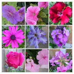 Close-up of pink flowers