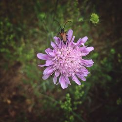 Close-up of insect on purple flower