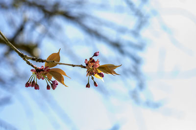 Low angle view of flowering plant