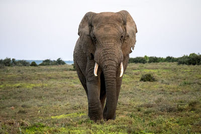 Elephant in a field