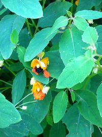 Close-up of insect on plant