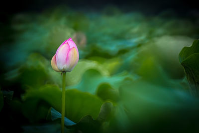 Close-up of pink water lily blooming outdoors