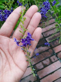 Close-up of hand holding purple flower