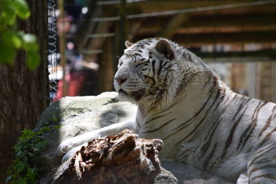 Close-up of tiger relaxing on rock