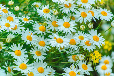 Close-up of daisies