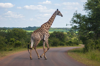 Full length of a horse standing on road