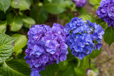 Close-up of purple hydrangea flowers