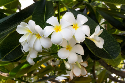 Close-up of white flowering plant