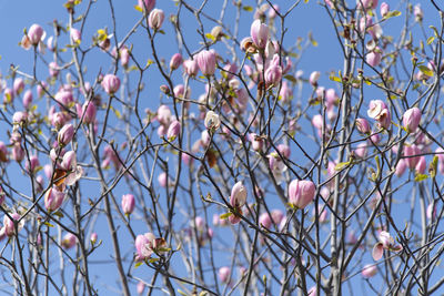 Low angle view of flowering magnolias against sky