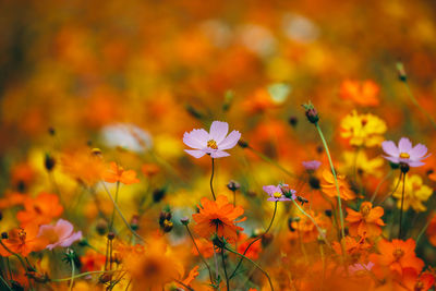 Close-up of flowering plant on field