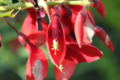 Close-up of red flowering plant