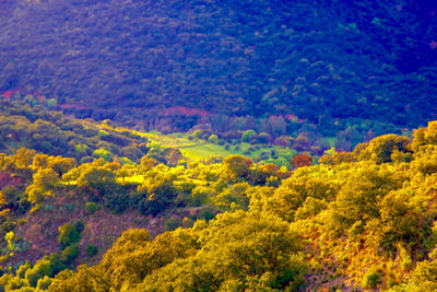 Scenic view of trees in forest