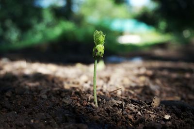 Close-up of plant growing on ground