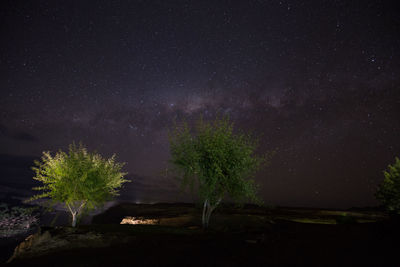 Trees against star field