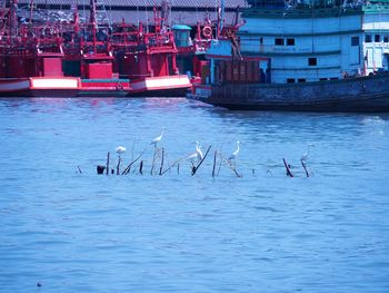 Seagulls on a lake