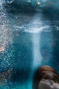 Cropped image of man swimming in sea