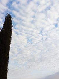 Low angle view of tree against cloudy sky