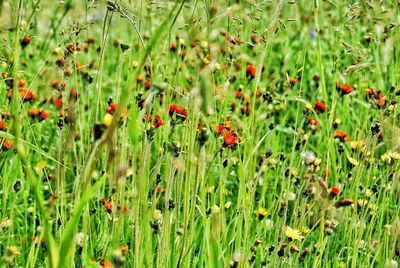 Full frame shot of plants growing on field