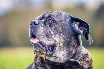 Close-up of dog looking away