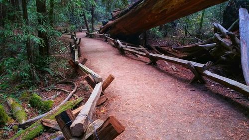 View of tree trunks in forest