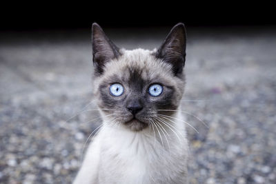 Portrait of cat on floor