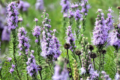 Close-up of bumblebee on purple flowering plants