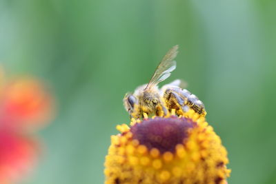 Close-up of butterfly pollinating on flower