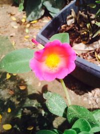 Close-up of pink flower