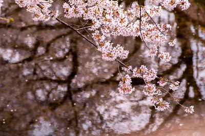 Close-up of cherry blossom tree