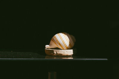 Close-up of shell on table against black background