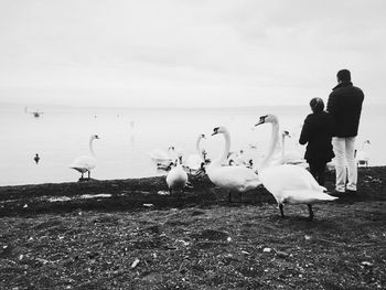 Rear view of father and daughter standing by swans at lakeshore