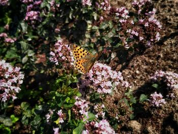 Close-up of yellow butterfly on pink flowers