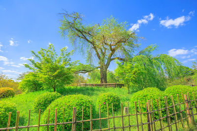 Trees growing on field against sky