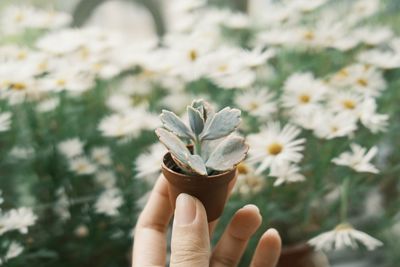 Close-up of hand holding plant