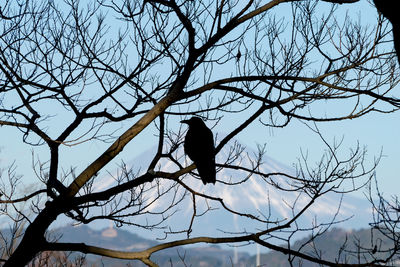 Low angle view of silhouette bird perching on bare tree against sky