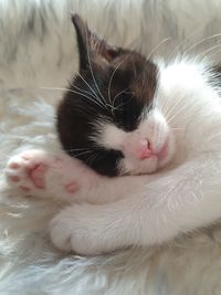 Close-up of cat sleeping