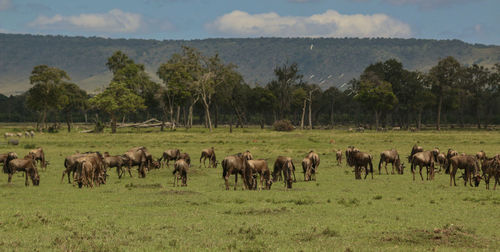 Wildebeest herd grazing