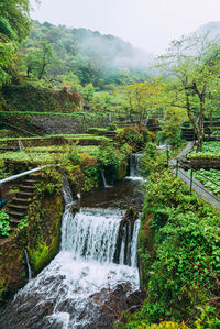 Scenic view of stream flowing amidst trees in forest