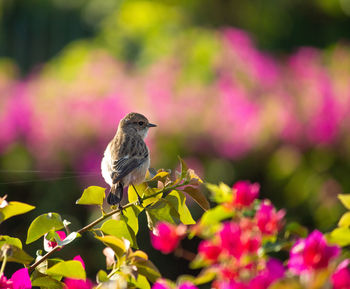 Close-up of bird perching on pink flower