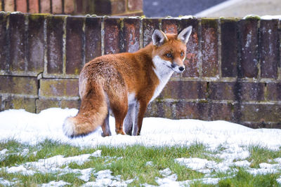 Cat standing in snow