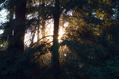 Trees in forest