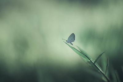 Close-up of insect on leaf against blurred background